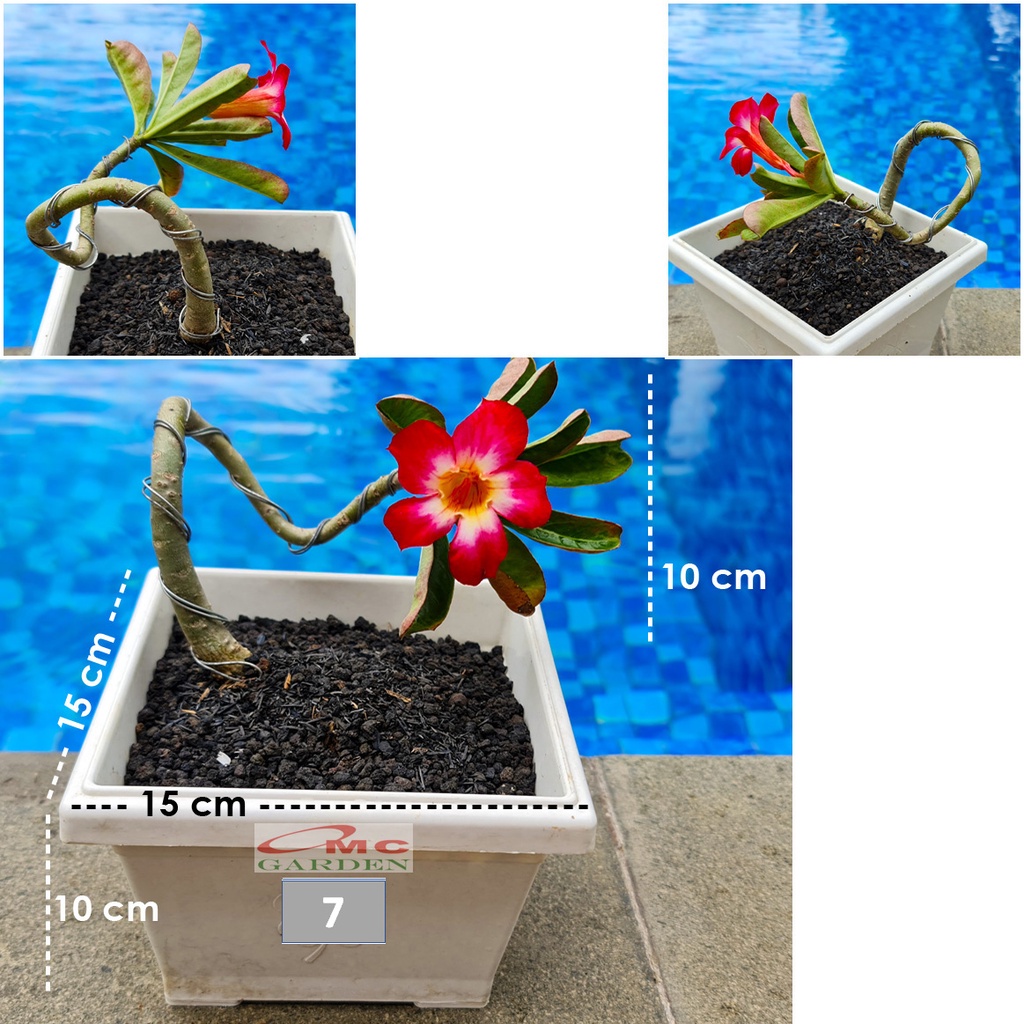 Tanaman Hias Bonsai Mame Adenium Arabicum Obesum Kamboja Jepang 005