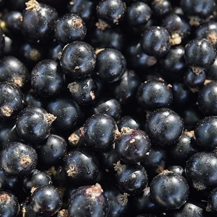 

Blackcurrant
