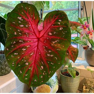 Tanaman hias Cladium red flash Keladi merah Shopee Indonesia Tanaman hias Cladium red flash Keladi merah Shopee Indonesia