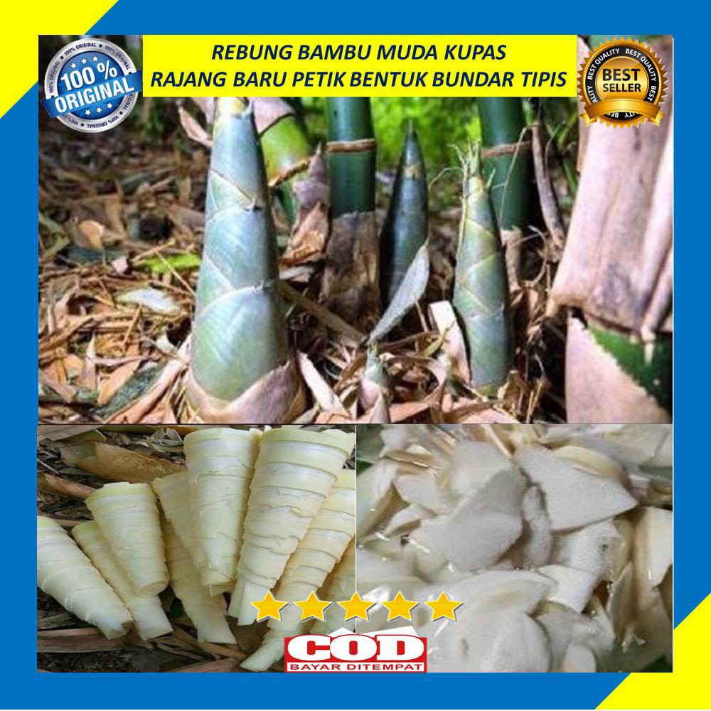 

Rebung Bambu Muda 250 Gram Sayur Kupas Rajang Segar Baru Petik Bentuk Bundar Tipis