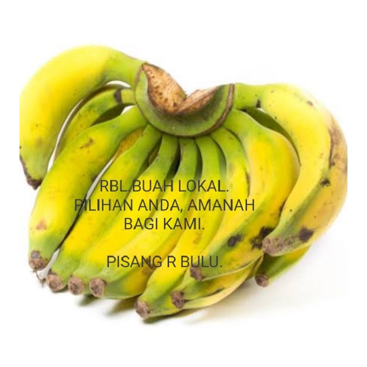 

PISANG RAJA BULU