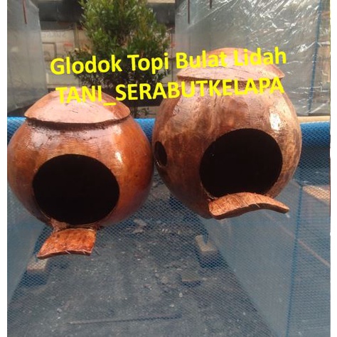 GLODOK SARANG BURUNG BATOK KELAPA - GLODOK BURUNG LOVEBRID - GLODOK