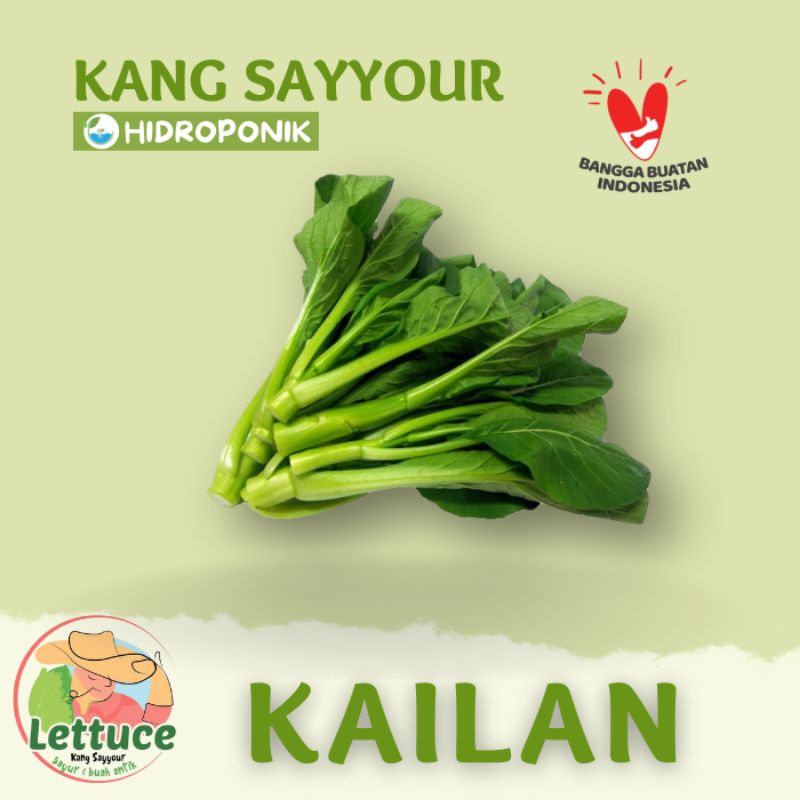 Jual Sayur Kailan Hidroponik Serba Ceban 200gr Shopee Indonesia