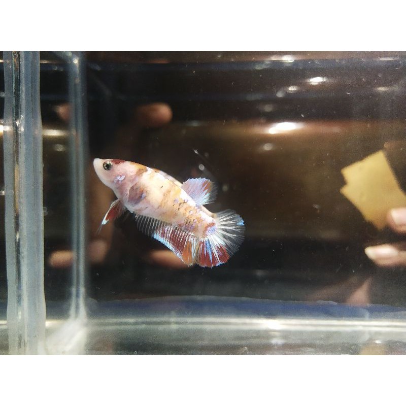 cupang hias nemo dan candy