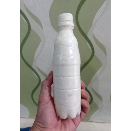 Bibit Jamur Tiram Putih F1 (NC)