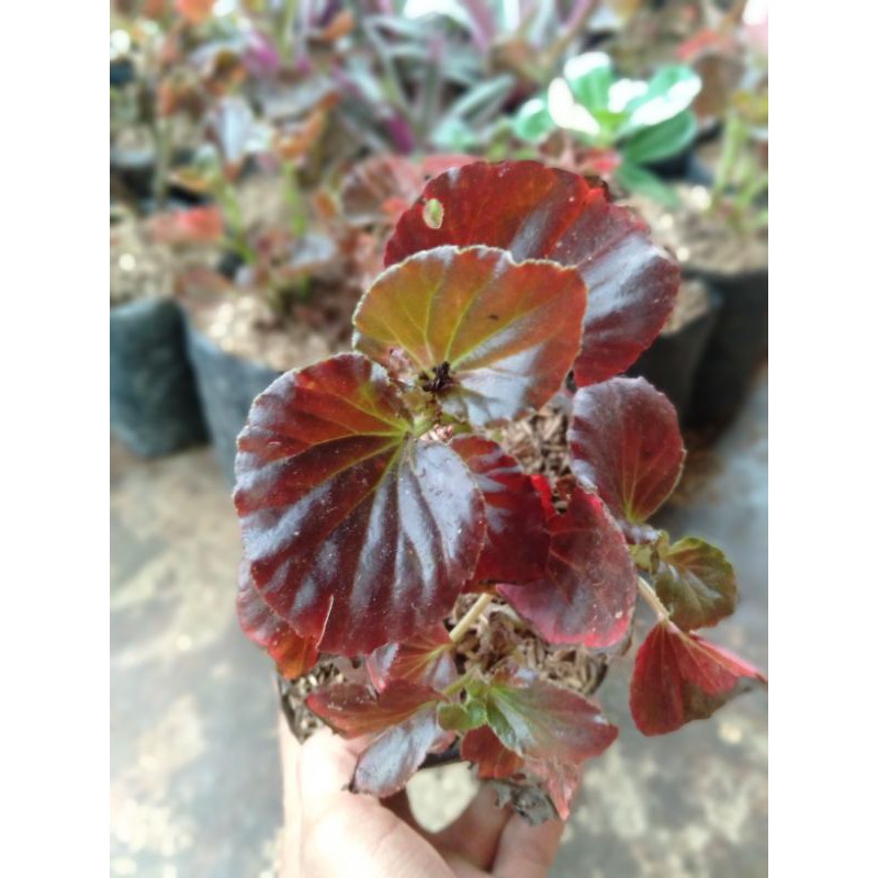 Tanaman Hias Begonia - Tanaman Hias Begonia