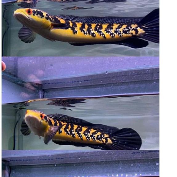 Harga Murah❀➩ maru ys 9-12cm sortiran bar rapi simet bonus. bahan progresan 63