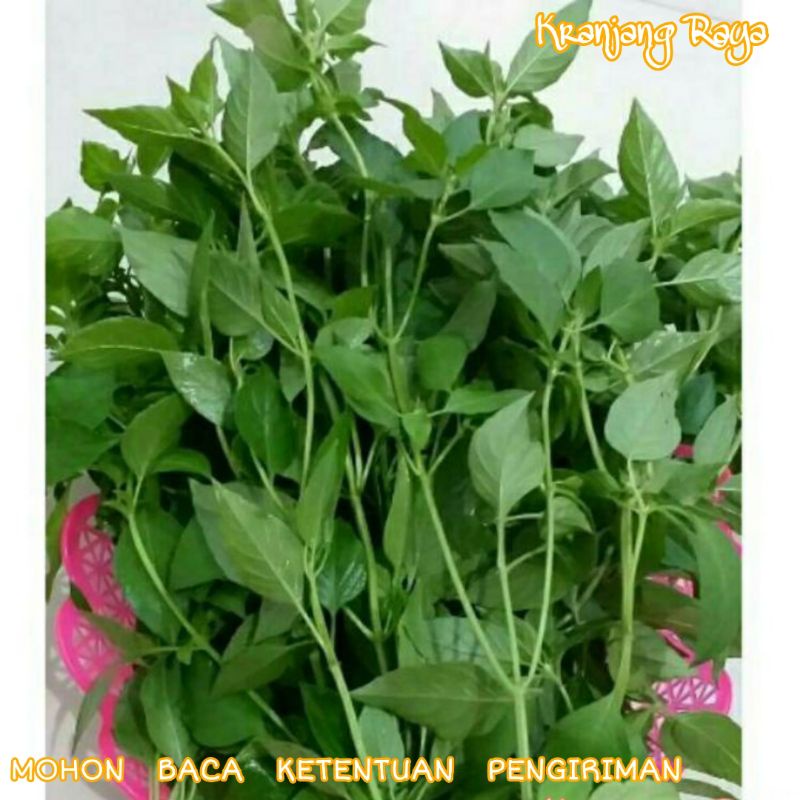 

Daun Kemangi per ikat