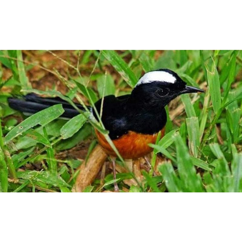 burung murai avatar jantan bahan pilihan