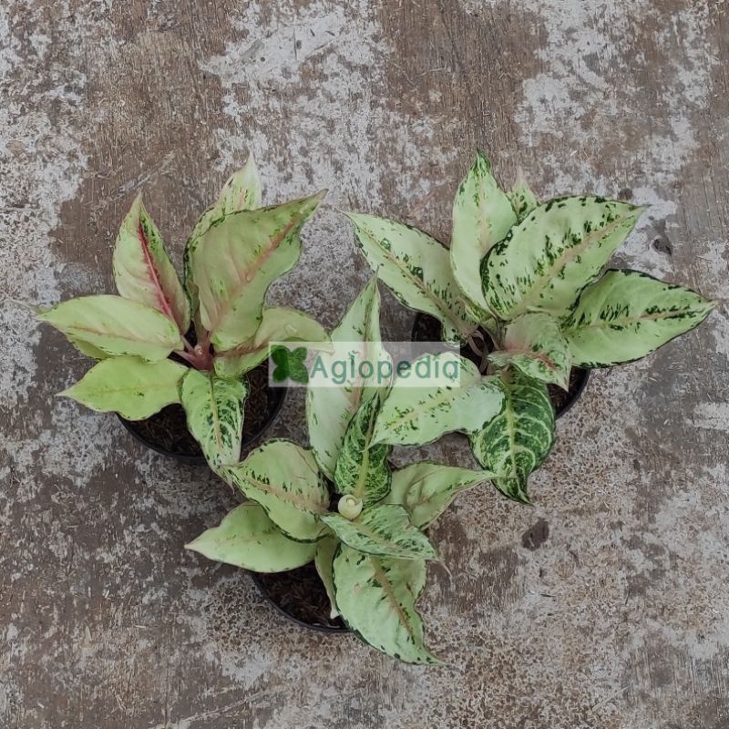 Aglonema Frozen Uk Sedang - Aglopedia