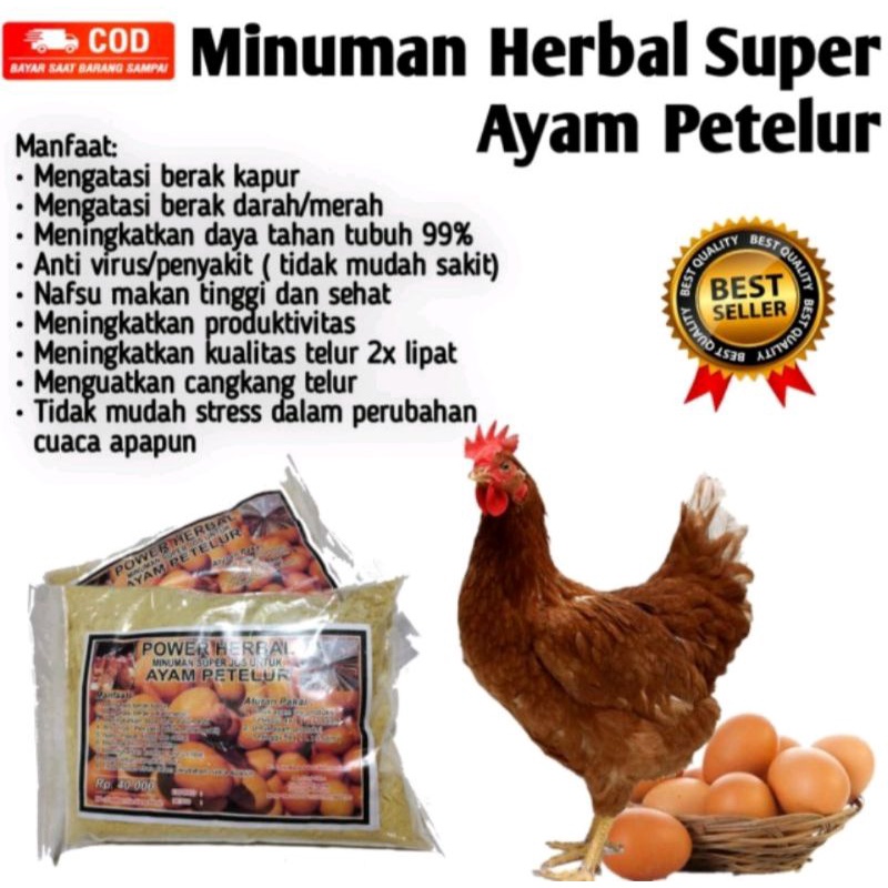 JAMU AYAM MINUMAN HERBAL AYAM PETELUR