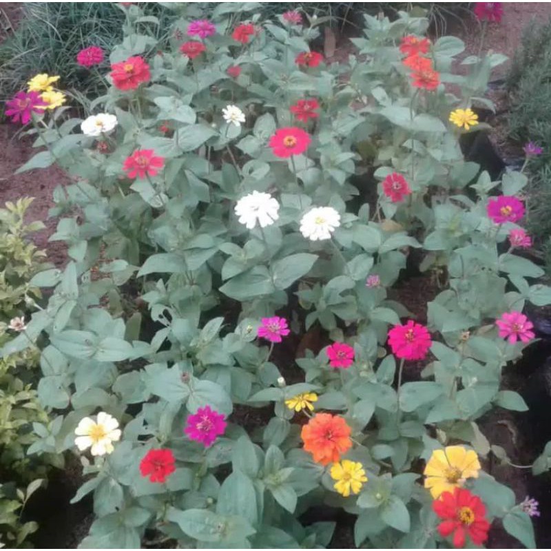 Tanaman bunga kertas