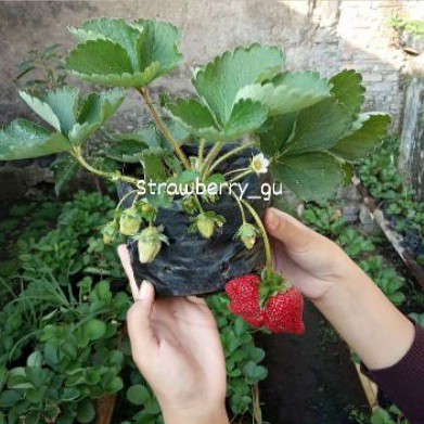 Bibit indukan strawberry/stroberi BELUM BERBUAH (berkualitas baik/unggul berbagai jenis)