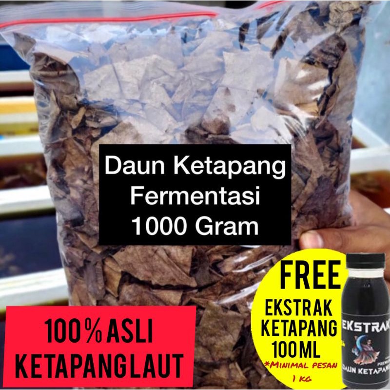 DAUN KETAPANG LAUT OLAHAN KEMASAN 1000 Gram