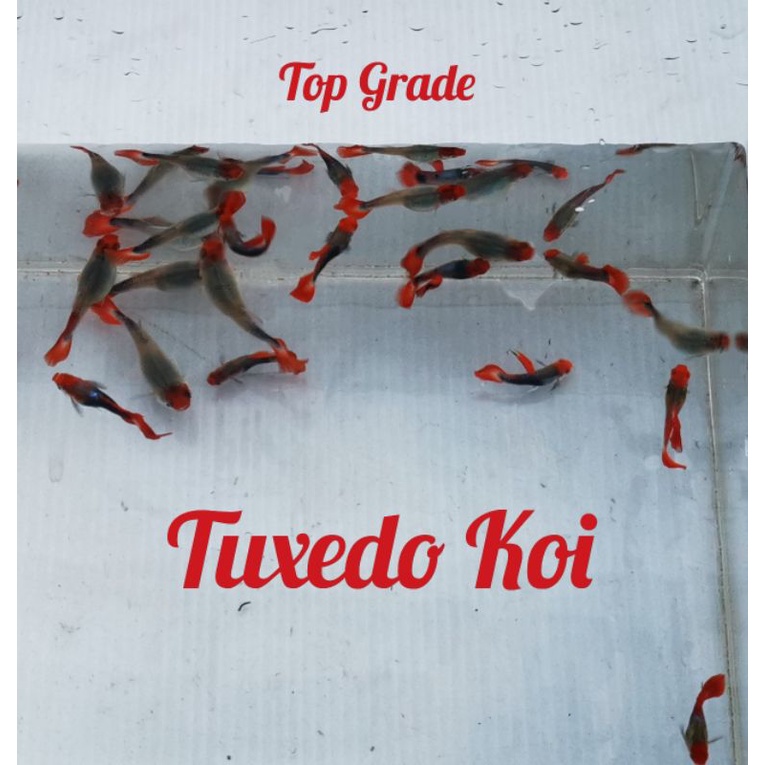 ikan guppy tuxedo koi sepasang/ 1 pair TOP GRADE