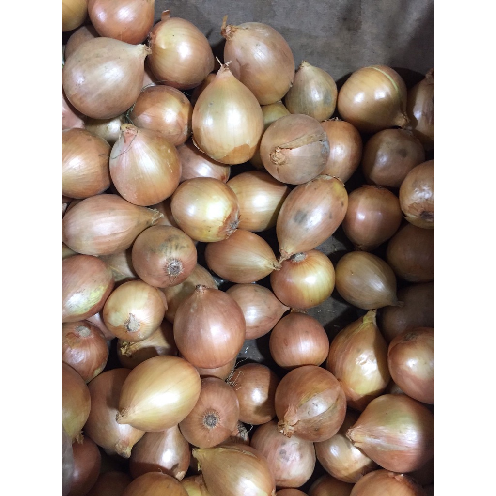 

Bawang Bombay Bersih Super 500 gram