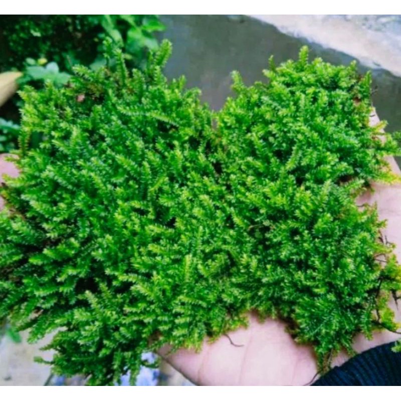 wepping mos darat mos untuk paludarium perkantong