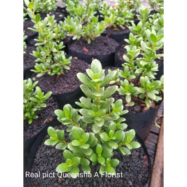 TERBARU Bibit / bahan bonsai santigi mawar ASLI semai biji ( Pemphis Acidula ) HARGA HANCUR