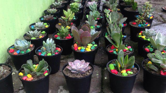Paket Sekulen 50 Pcs