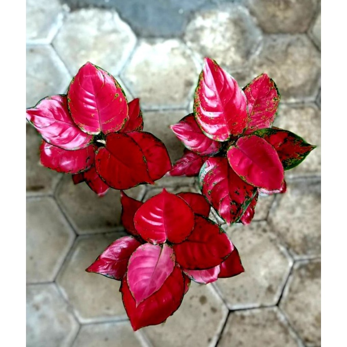 Aglonema Red Anjamani Murah / Tanaman Hias Bunga Aglonema Red Anjamani Mutasi