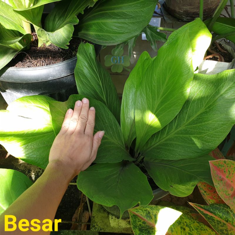 Tanaman Hias Anthurium Jemani King Cobra Jenmanii Cobra Asli - Besar