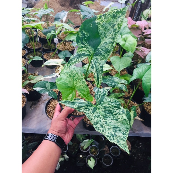 syngonium mojito