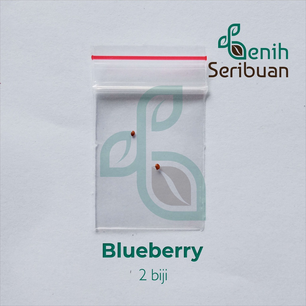 2 Bibit Blueberry Import Benih Buah Blueberry Berkualitas Super Tanaman Blue Berry Premium Unggul