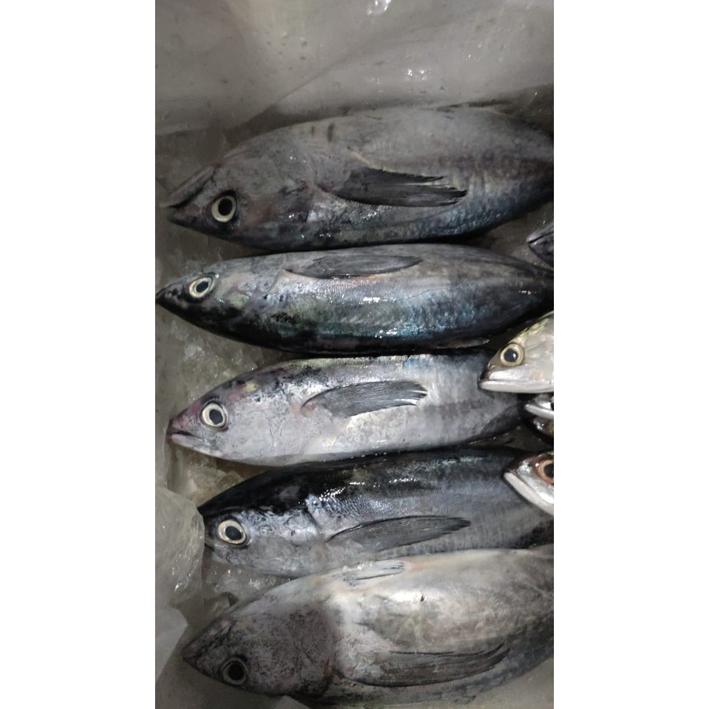 

Ikan Tongkol Abu Press - 1kg