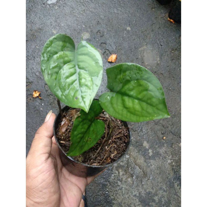 Scindapsus Lucens Sliver Green