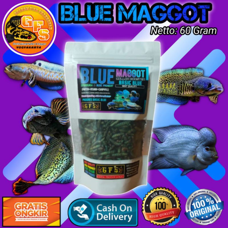 Blue Maggot Maggot GFS Maggot Blue Booster
