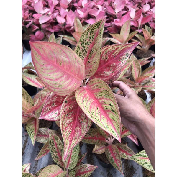 Aglonema Super White tisyu special (dewasa)