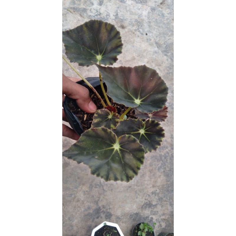 begonia tiger