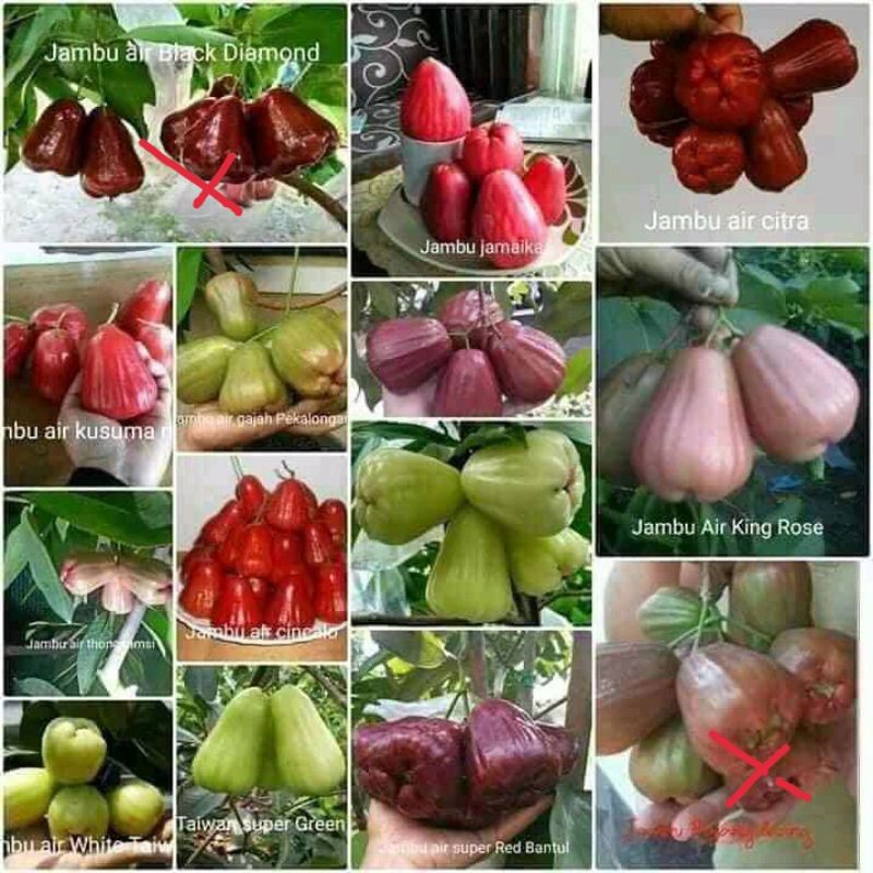 Segala Jenis Jambu Air Shopee Indonesia