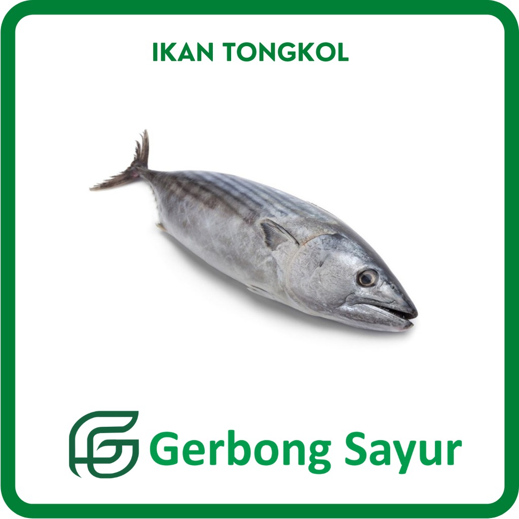 

Ikan Tongkol Segar - 500g