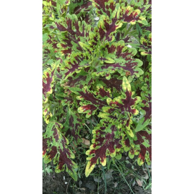 miana#lokal#premium#super#