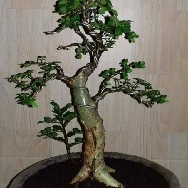 bibit serut  streblus asper bahan  bonsai  Shopee Indonesia