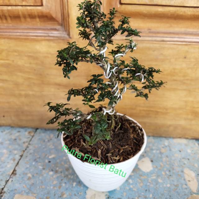 Tanaman Bonsai Seribu Bintang Mikro