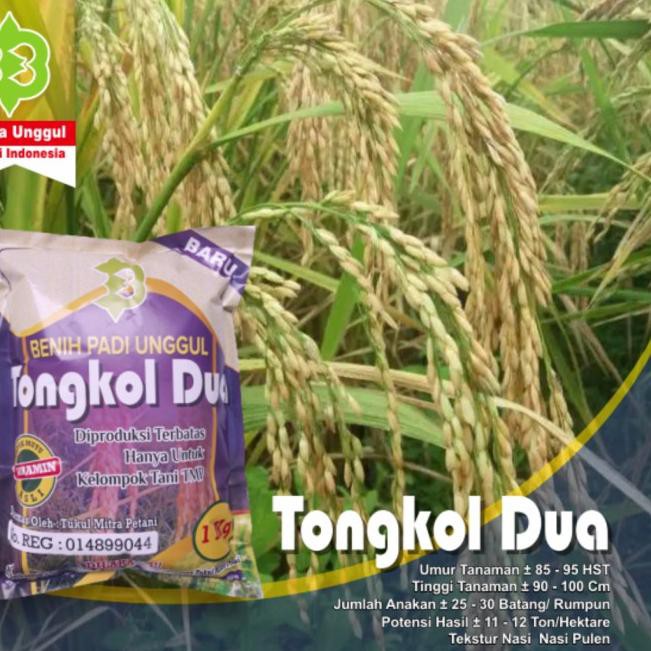 ♩ Benih Padi Tongkol 2 Jumbo ♠