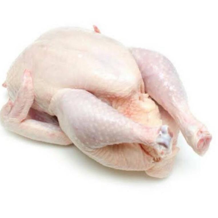 

Terbaru 1 Ekor Ayam Segar Baru Potong