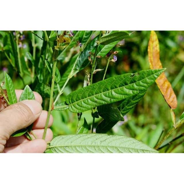 

Daun duduk segar siap petik ke kebun netto 100gram