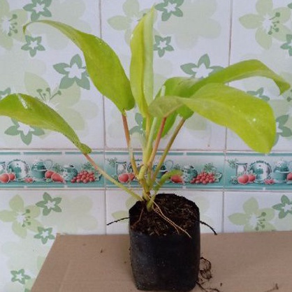 Tanamanhias sirih gading centong tanaman hias sirih gading centongan