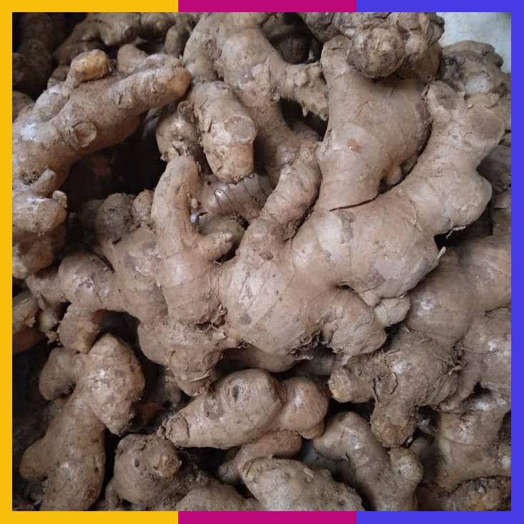 

Jahe Putih Segar 1Kg / Jahe Putih Gajah/ Ginger / Zingiber / Herbal