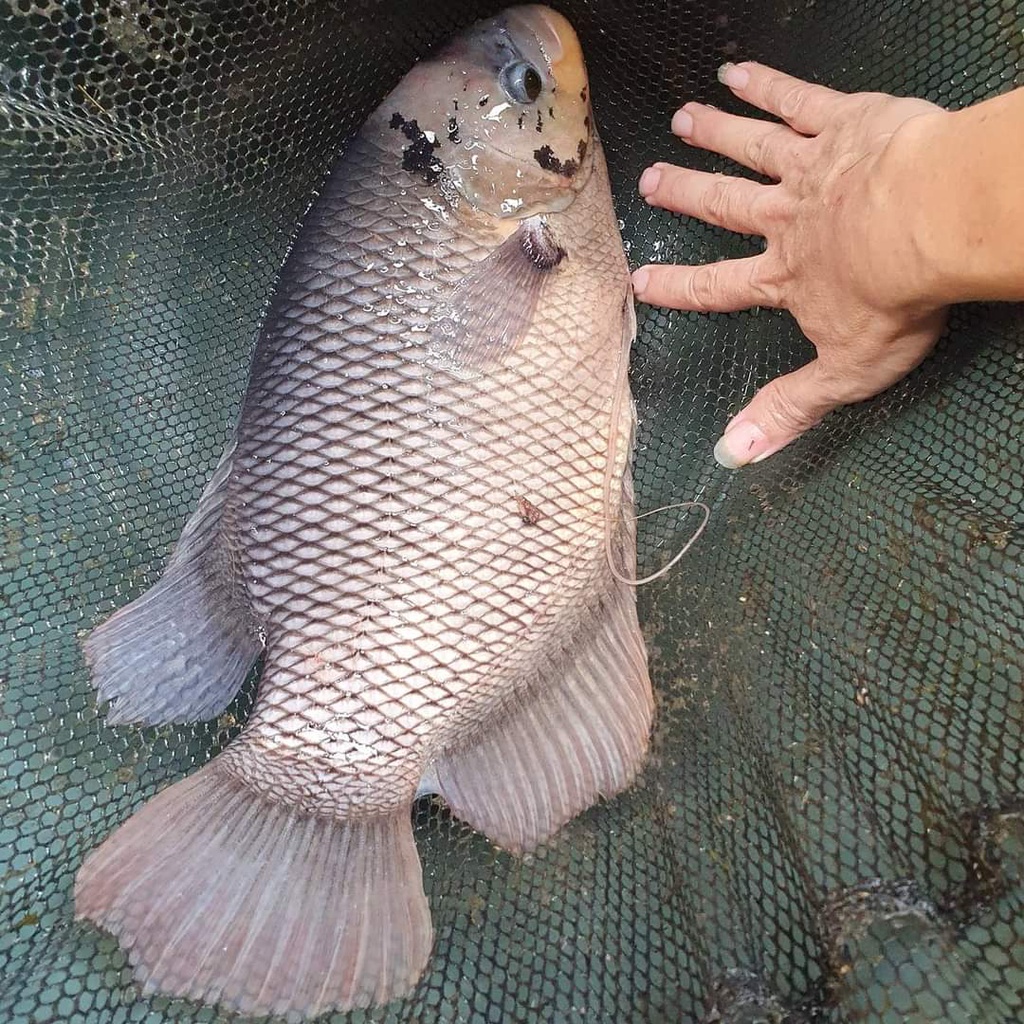 Ikan Gurami Hidup Indukan gurame