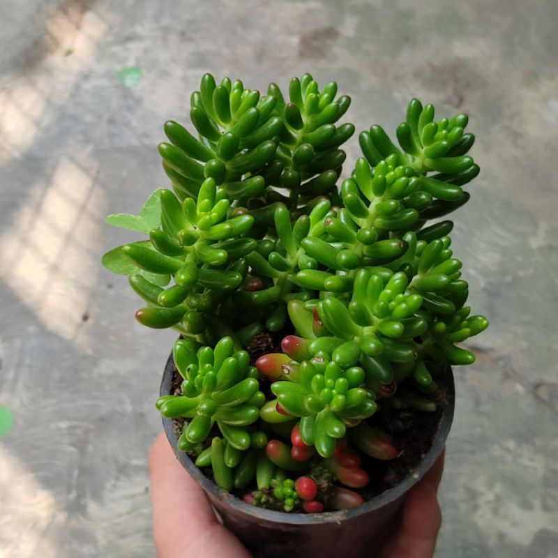 Sukulen cluster murah Sedum 'Jelly Bean' SUPER RIMBUN