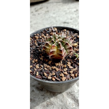 Gymno Starfire Variegata