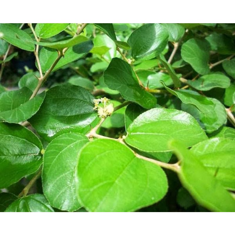

daun bidara fres