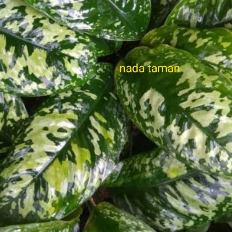 tanaman hias aglonema blanceng army