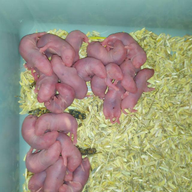 Pingkis Anak Tikus Mencit Shopee Indonesia