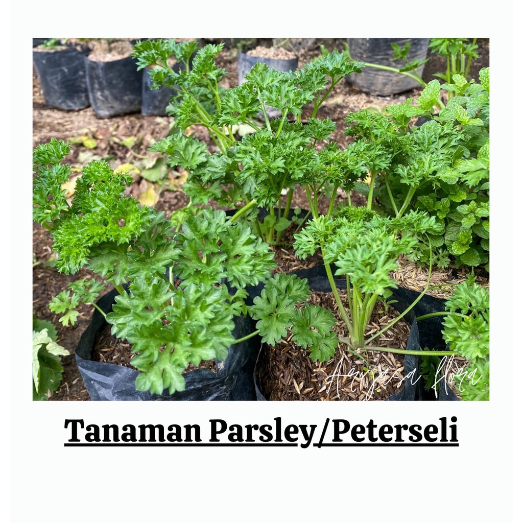 Tanaman Parsley/Peterseli