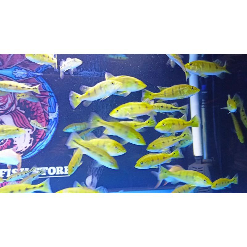 PBASS Orinoco pure 9-10cm